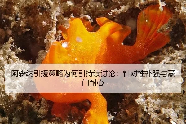 阿森纳引援策略为何引持续讨论：针对性补强与豪门耐心